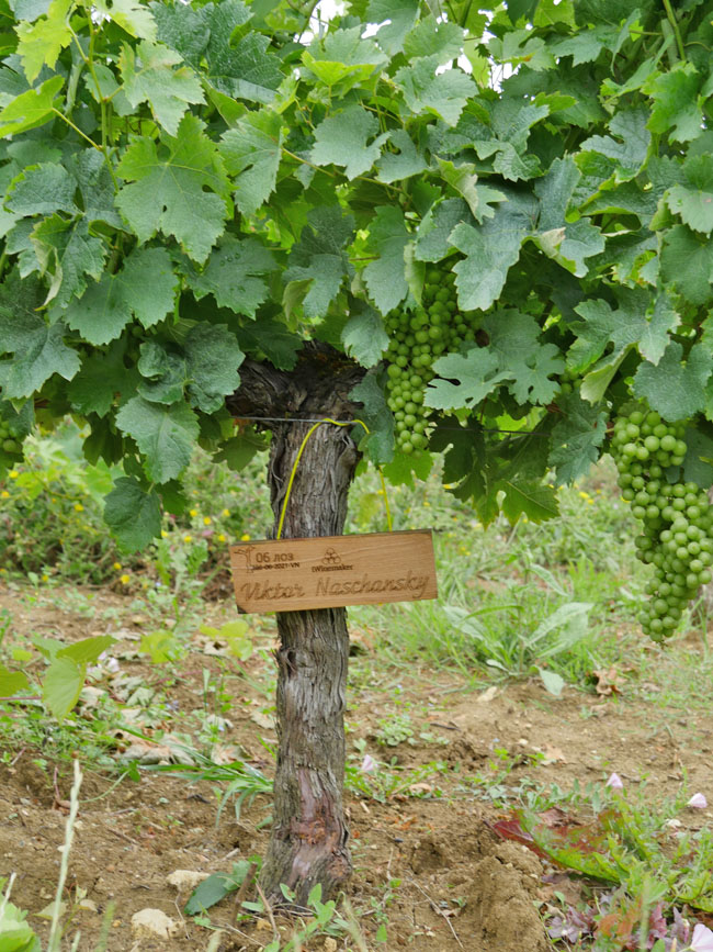 Виноградник на урожай